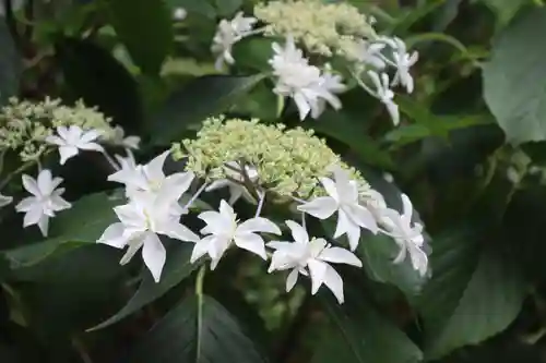 高幡不動尊　金剛寺(東京都)