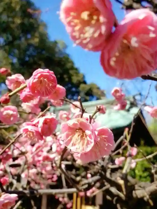 布多天神社(東京都)