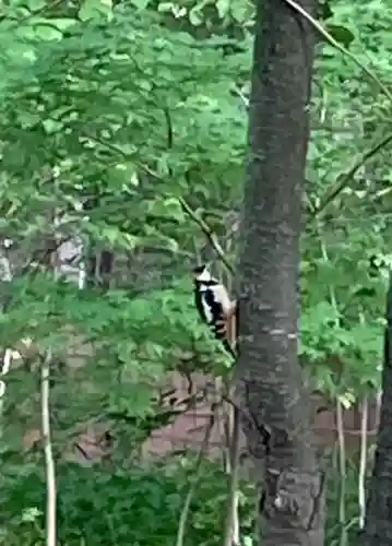 帯廣神社の動物