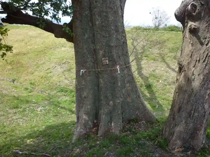 松井孫右衛門社の自然