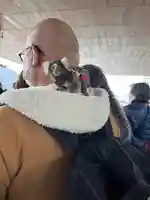 厳島神社(広島県)