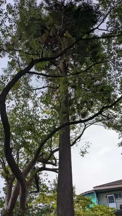 中川熊野神社の自然