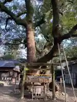 箕曲中松原神社の自然