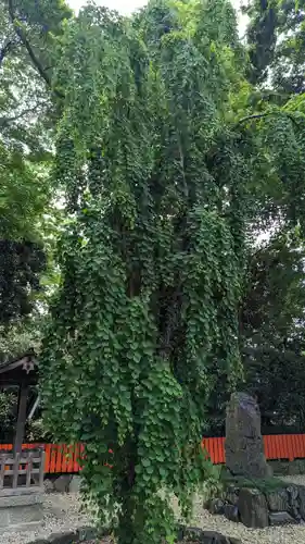 賀茂御祖神社（下鴨神社）(京都府)