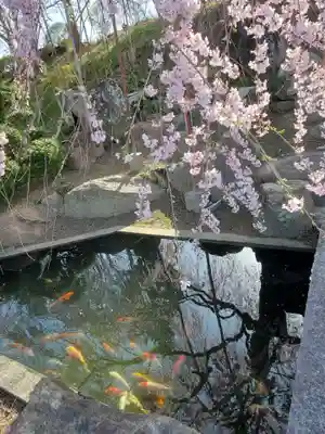金毘羅桜(福島県)