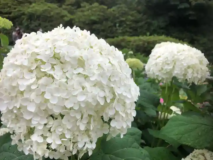 三室戸寺の自然