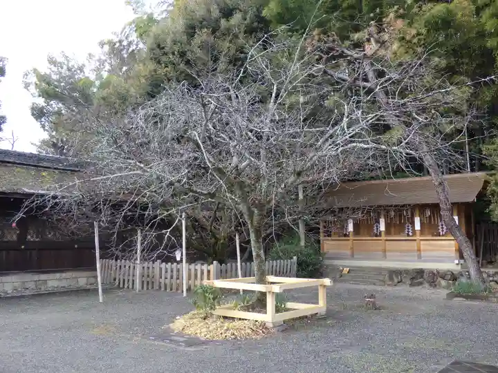 平野神社の自然