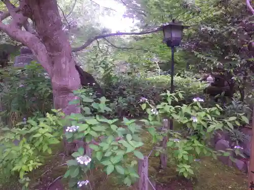 安國論寺（安国論寺）の自然