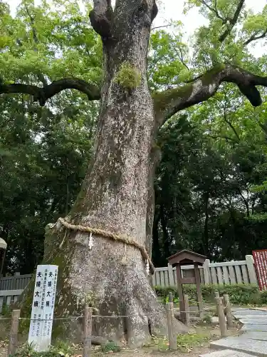 伊弉諾神宮(兵庫県)