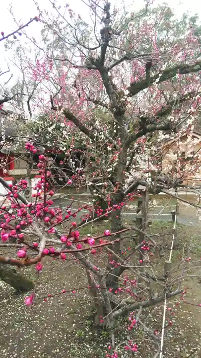 北野天満宮の庭園