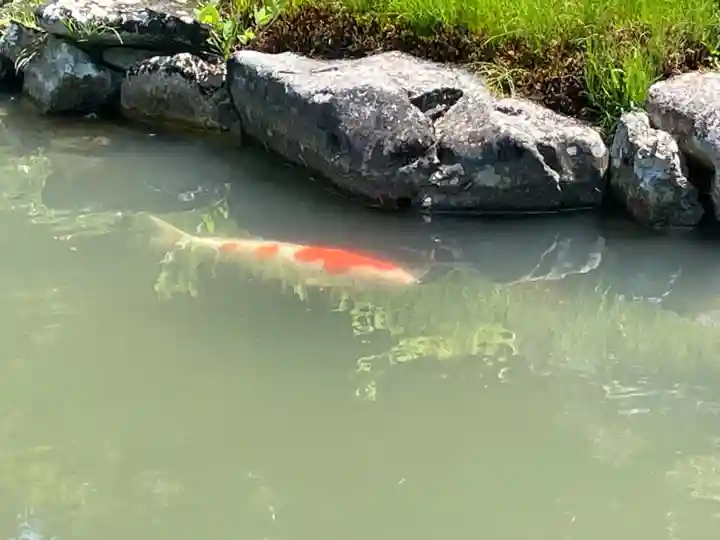 青蓮院門跡の動物