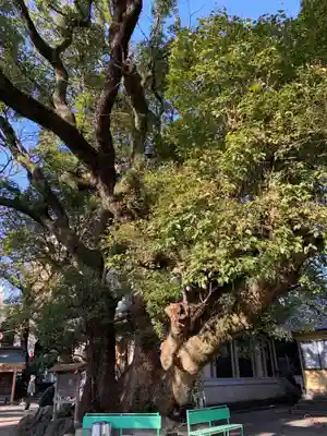 井河麻神社の自然