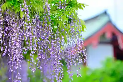 亀戸天神社(東京都)