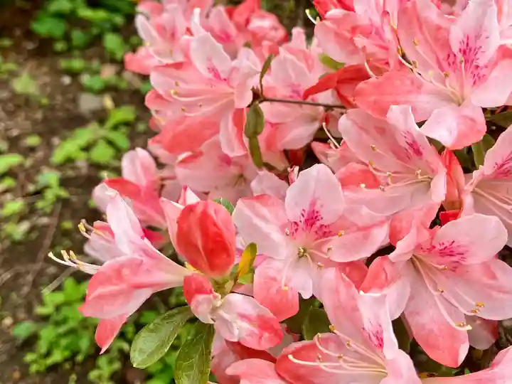 根津神社(東京都)