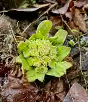 蚊里田八幡宮(長野県)