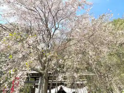 北赤井神社の自然