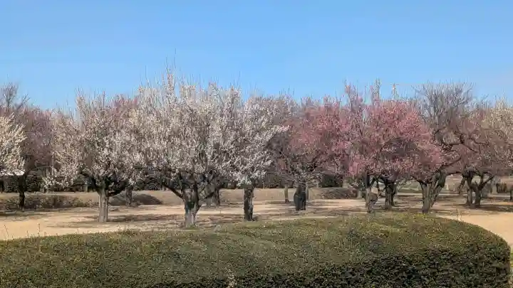 下野薬師寺 (旧 安國寺)の{uncategorized: "未分類", other: "その他", undefined: "問題あり", building: "その他建物", grave: "お墓", sacred_gate: "鳥居", guardian: "狛犬", statue: "像", buddha: "仏像", history: "歴史", nature: "自然", garden: "庭園", animal: "動物", pagoda: "塔", temizu: "手水舎", mountain_gate: "山門・神門", sanctuary: "本殿・本堂", subordinate: "末社・摂社", art: "芸術", scenery: "景色", jizo: "地蔵", ema: "絵馬", goshuin: "御朱印", omikuji: "おみくじ", items: "授与品その他", amulet: "お守り", goshuincho: "御朱印帳", eats: "食事", festival: "お祭り", votive_dance: "神楽", shichigosan: "七五三参", wedding: "結婚式", experience: "体験その他", initially: "初詣", around: "周辺", anti_infection: "感染症対策"}