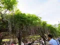 亀戸天神社の庭園