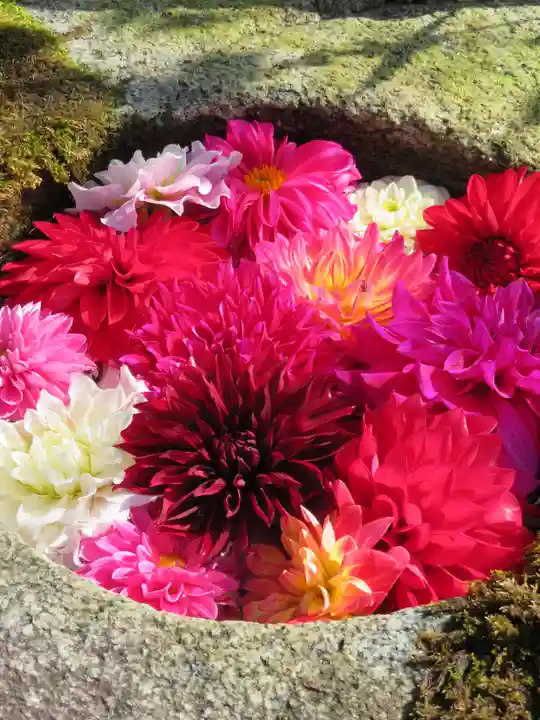岡寺(龍蓋寺)の手水舎