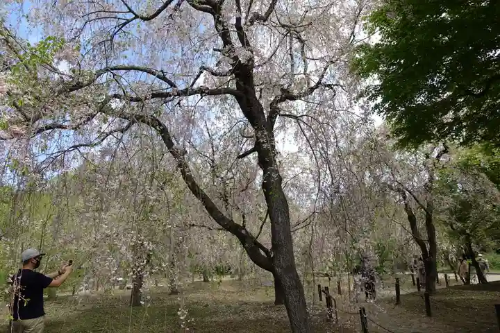 半木神社(賀茂別雷神社境外末社)(京都府)