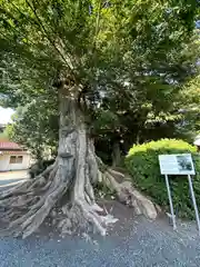 石見国一宮　物部神社(島根県)