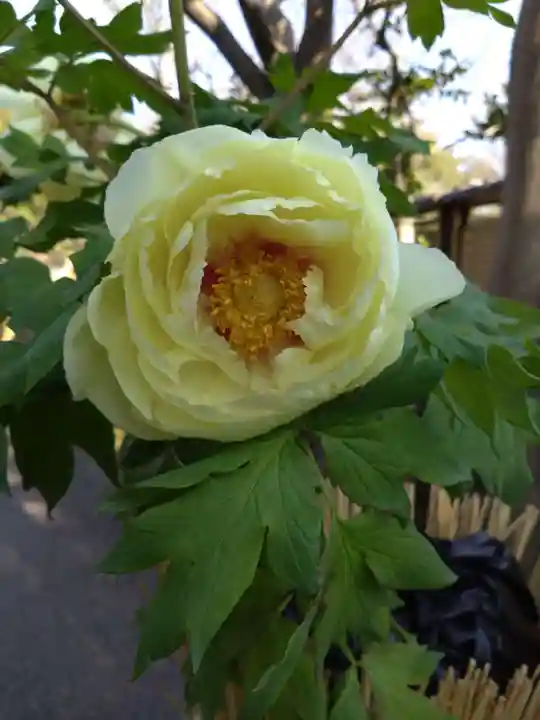 筥崎宮(福岡県)