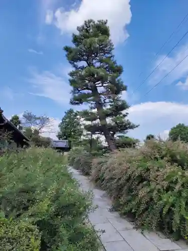圓光禅寺（円光寺）の自然