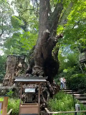 來宮神社(静岡県)
