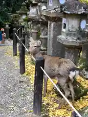 春日大社の動物