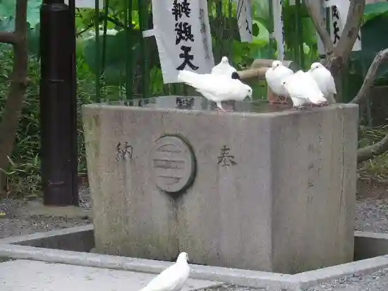 旗上弁財天社の動物