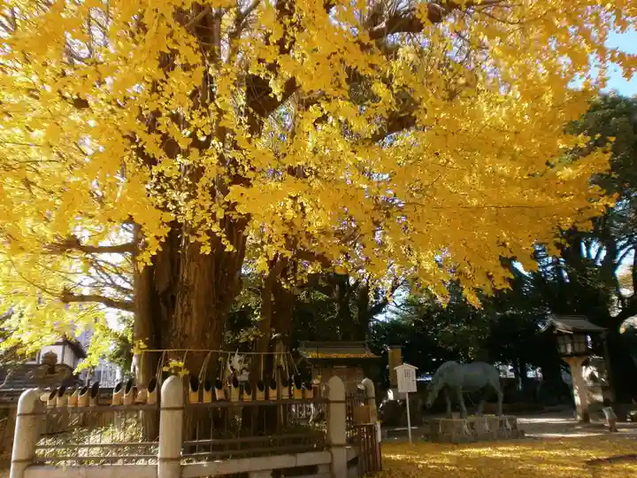 二日市八幡宮の自然
