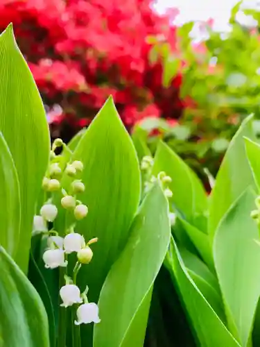 土津神社｜こどもと出世の神さまの自然