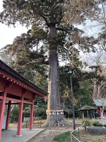 志波彦神社・鹽竈神社の自然