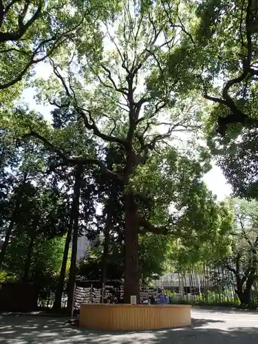 星川杉山神社の神楽