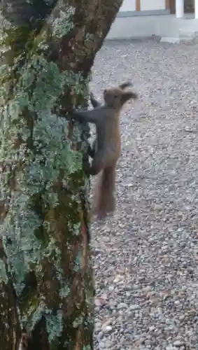 音更神社の動物