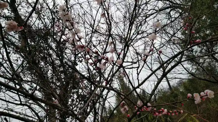 五流尊瀧院の自然