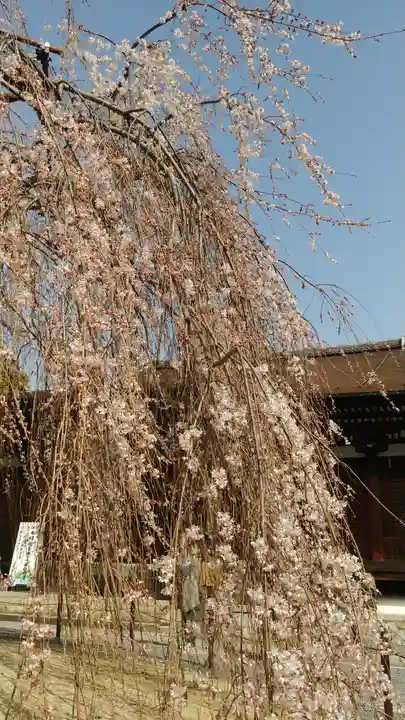 大報恩寺(千本釈迦堂)の自然