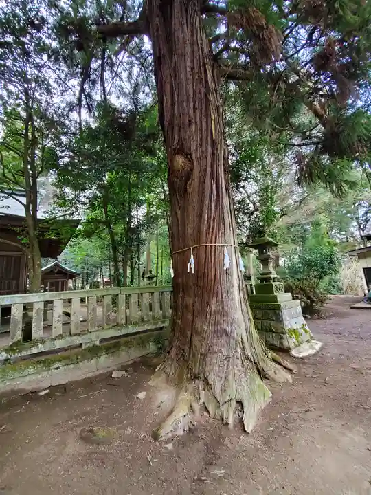 賀茂神社の自然
