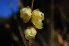 清水寺の自然