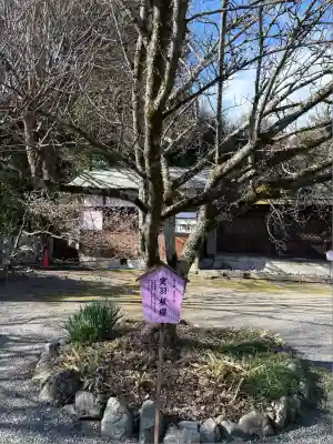 平野神社(京都府)
