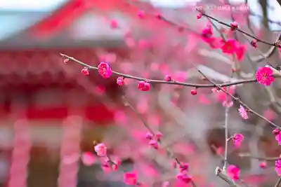 岡村天満宮(神奈川県)
