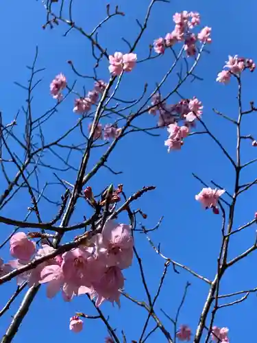 赤坂氷川神社の自然