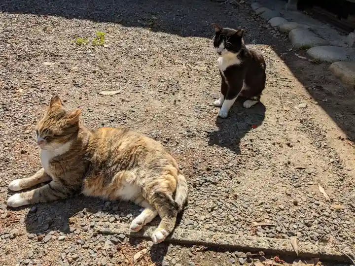 八幡社(柏井町)の動物