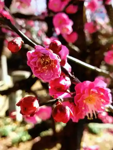 成願寺(東京都)