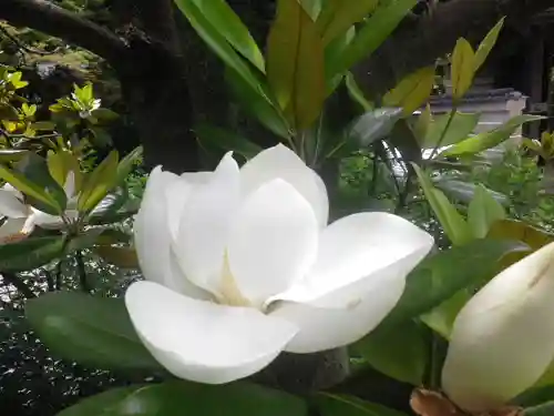 浄光明寺の自然