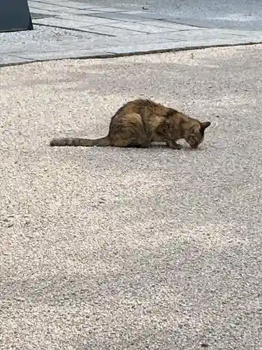 足立山妙見宮（御祖神社）の動物