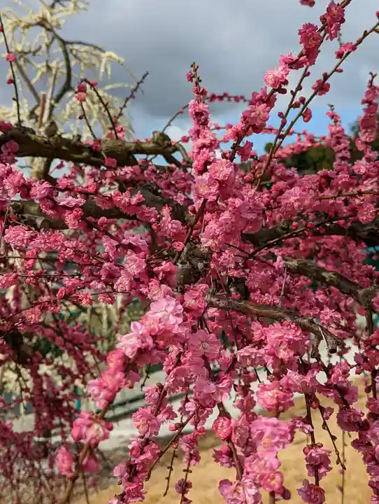 三室戸寺(京都府)
