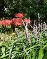 沙沙貴神社の自然