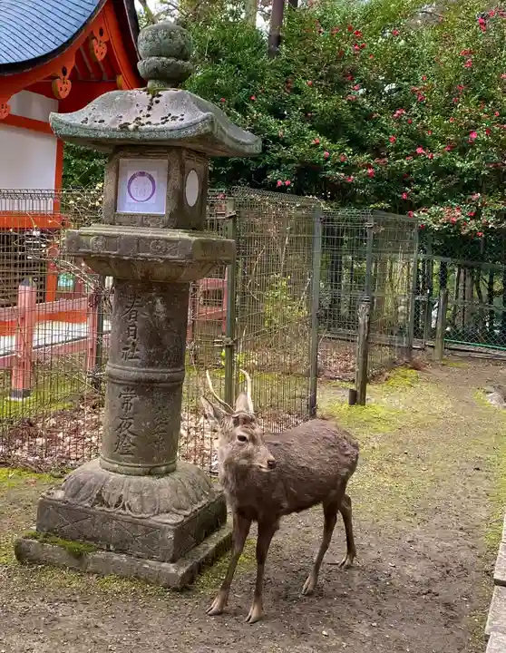 春日大社(奈良県)