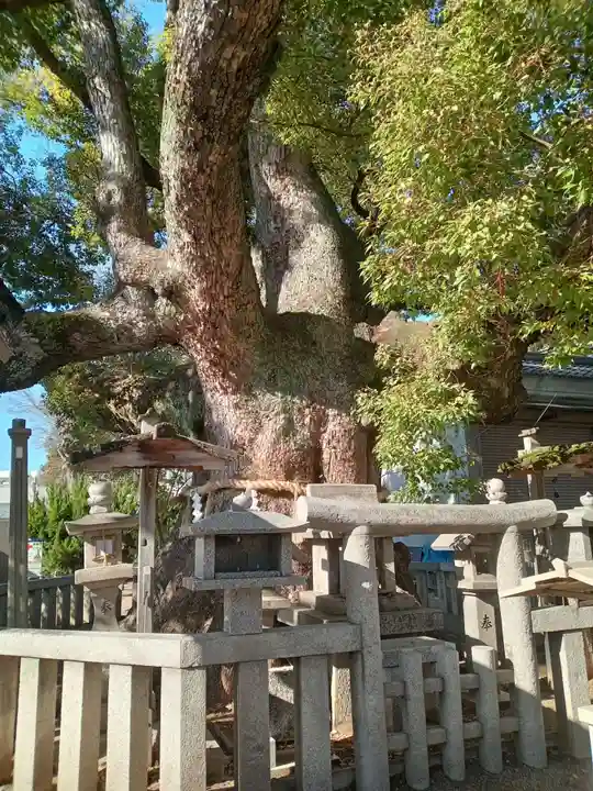 杭全神社(大阪府)